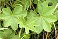 پای شیر - معرفی و خواص گیاهان دارویی